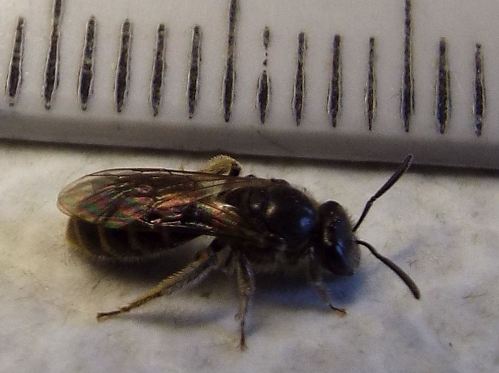 Lasioglossum sp.  (Apidae Halictinae)